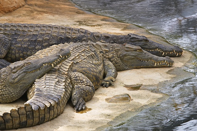 siesta krokodýlů