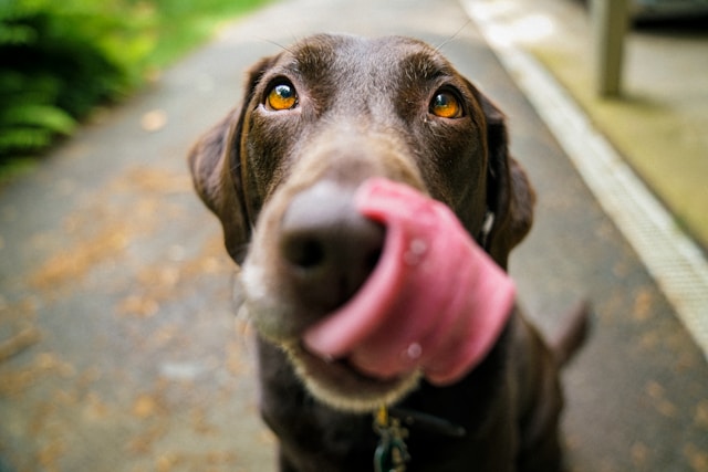 Mit Hunde-Zubehör eine ideale Wohlfühlumgebung für Ihren Vierbeiner schaffen